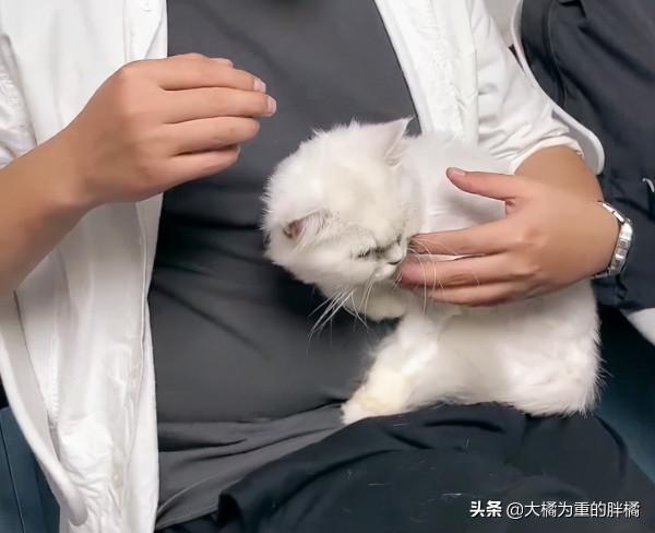 銀漸層被遺棄街頭,只能用垃圾充飢,不幸身患重病,男子做得很贊 銀漸層被遺棄街頭,只能用垃圾充飢,不幸身患重病,男子做得很贊