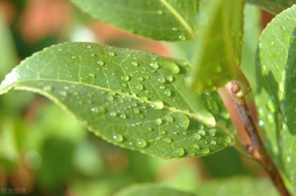 茶花還沒長花苞?適當“虐一虐”,空枝變花枝 茶花還沒長花苞?適當“虐一虐”,空枝變花枝