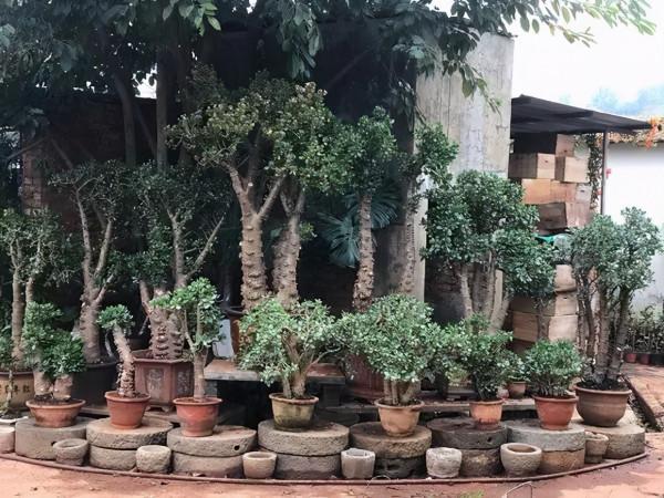 “窮養”4種花,盆越小越漂亮,壽命長,大老樁,還旺家 “窮養”4種花,盆越小越漂亮,壽命長,大老樁,還旺家