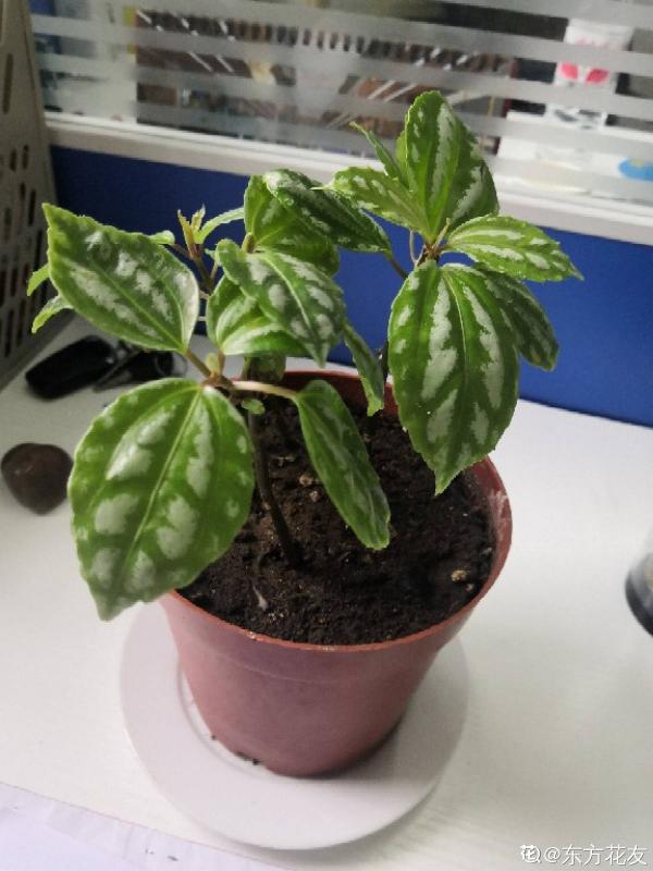 西瓜皮椒草暗淡無光,掌握這5步養護,家裡也能賞“西瓜” 西瓜皮椒草暗淡無光,掌握這5步養護,家裡也能賞“西瓜”