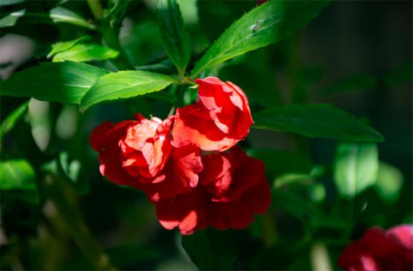 鳳仙花靠什麼傳播繁殖?不靠風、不靠動物,自力更生“發射”種子 鳳仙花靠什麼傳播繁殖?不靠風、不靠動物,自力更生“發射”種子