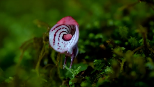 曾在野外滅絕百年,如今在雲南深山怒放!這些美麗又瀕危的花,你認識幾種? 曾在野外滅絕百年,如今在雲南深山怒放!這些美麗又瀕危的花,你認識幾種?