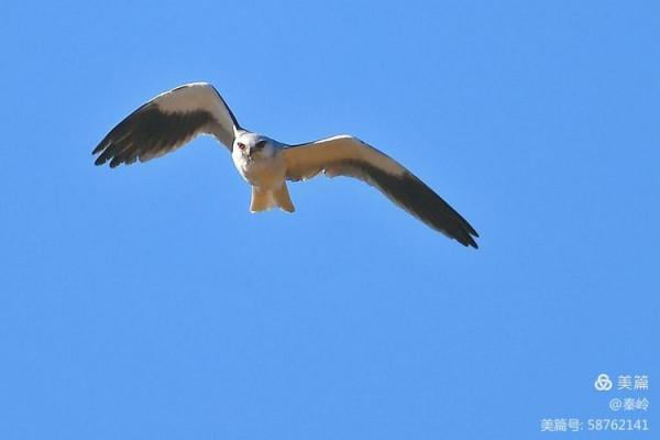 俊美空中小霸主“黑翅鳶”