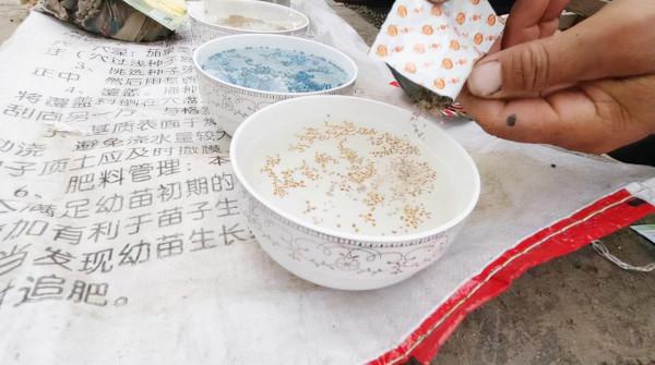 低溫種菜難？掌握3步，出苗快，冬季也能種出高產青菜