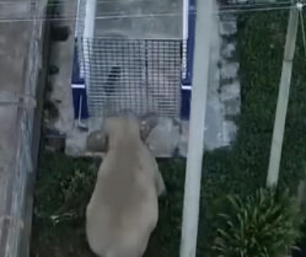 985畢業生回應辭掉公務員賣豬肉【三分鐘法治新聞全知道】