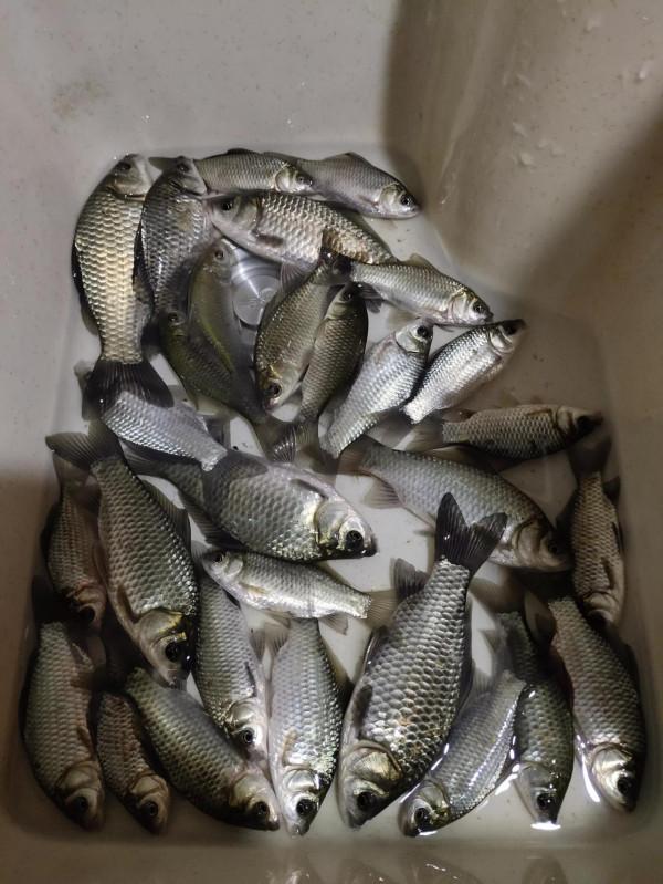 “含氧量”釣魚人必須瞭解的釣魚常識，魚釣多釣少它是個關鍵
