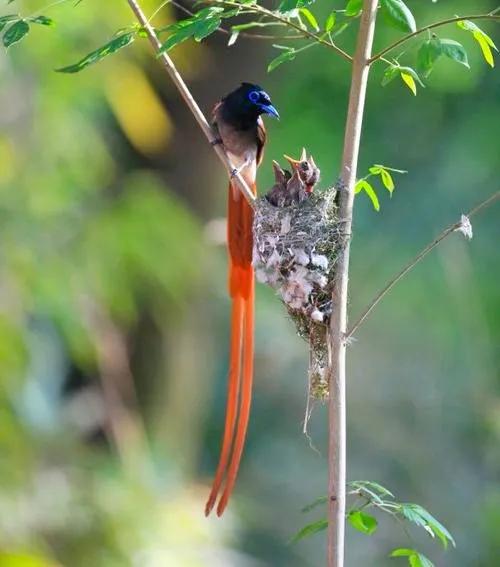 不同種類的“鳥媽媽”有一樣的愛