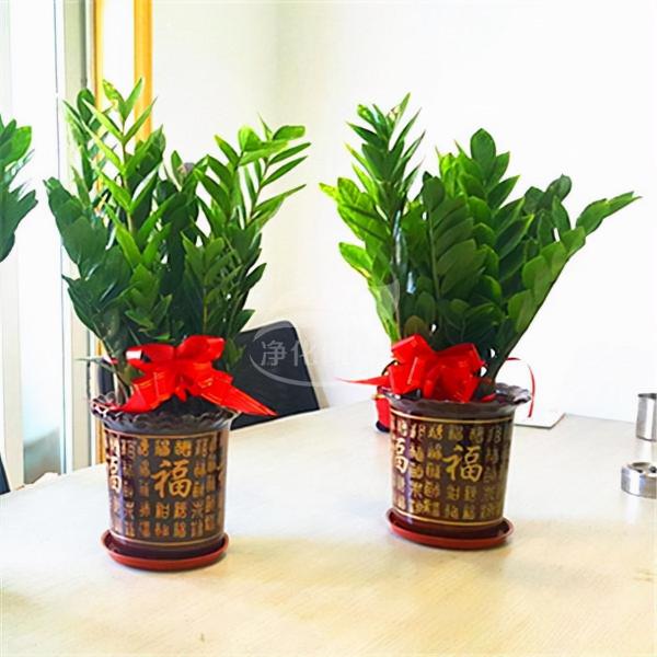 “家裡有棵樹，代代都富有”！室內養樹，建議從這9種裡面選