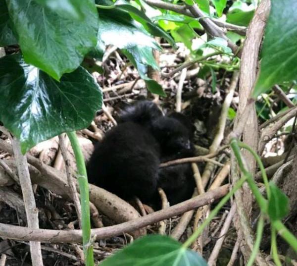 流浪貓一家躲在樹洞裡，3只小貓想出來吃飯，卻多次被貓媽按回去