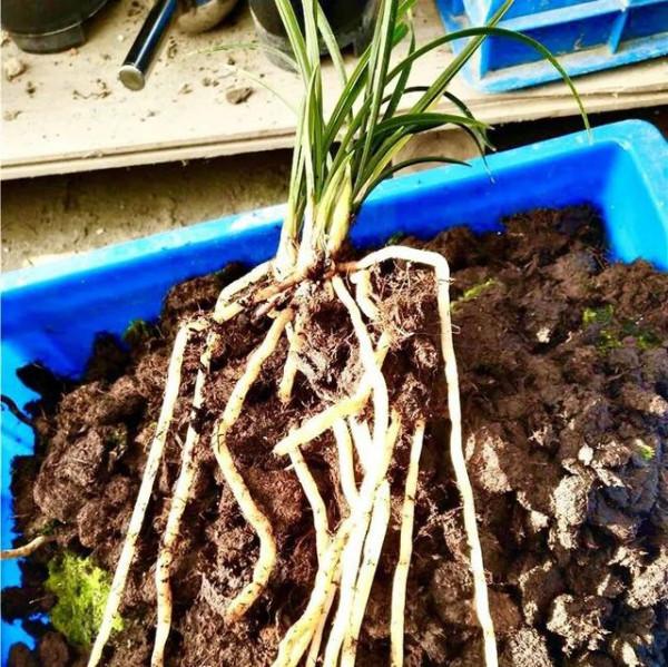 草炭在蘭花中的應用經驗分享,過程詳實圖文並茂,一看就懂了 草炭在蘭花中的應用經驗分享,過程詳實圖文並茂,一看就懂了