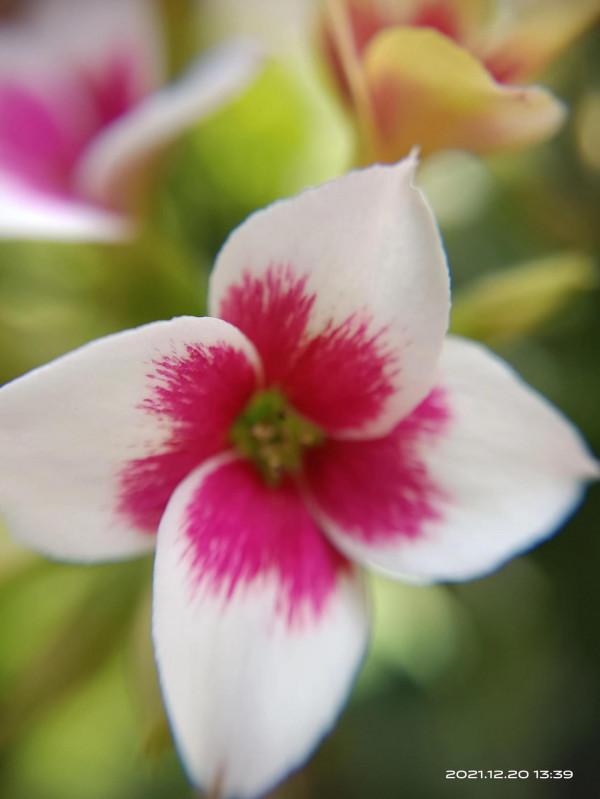 冬天才是賞花天啊