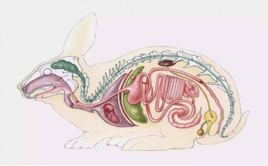 12個動物器官系統 12個動物器官系統