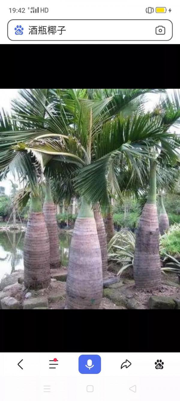 《嶺南植物園/酒瓶椰》 《嶺南植物園/酒瓶椰》