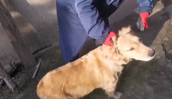 江蘇:養殖戶要把繁殖的金毛賣狗肉館,網友:我能做的只有這麼多 江蘇:養殖戶要把繁殖的金毛賣狗肉館,網友:我能做的只有這麼多