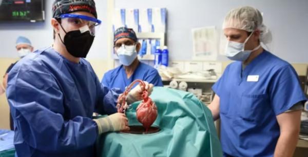 成功的把豬的心臟移植給人類。美國的馬里蘭大學發表了宣告