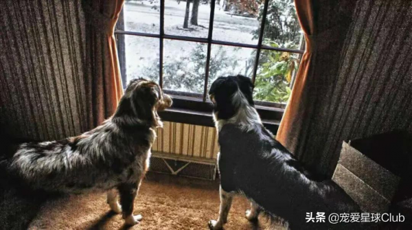 百科 | 澳大利亞牧羊犬，我的家鄉在美國