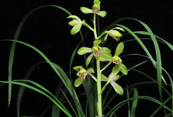 路邊的野花不要採，因為法律不允許，一位農民採了三朵被判三年