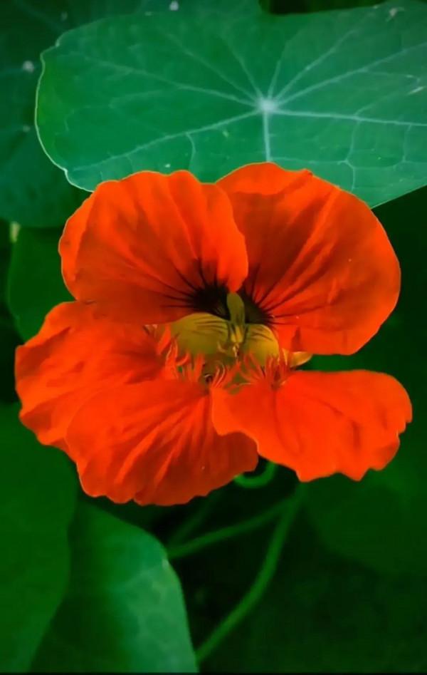 分享旱金蓮 花葉有極高觀賞價值全顆可以入藥 深受大家喜愛