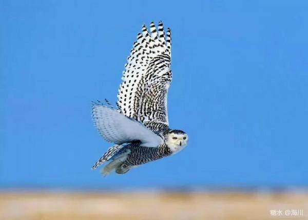 藍冰現代詩：北極雪鴞