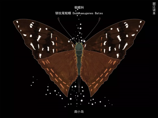 【COP15】看！這一隻只“會飛的花朵”