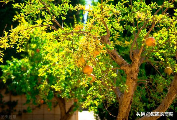 院子裡有空地種上這“三種樹”,不僅美化環境,寓意美好旺家 院子裡有空地種上這“三種樹”,不僅美化環境,寓意美好旺家