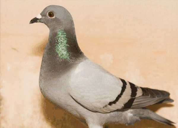 賽鴿這樣喝水會更好