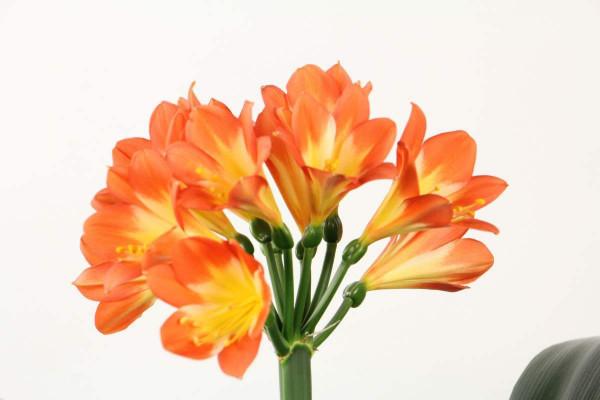 4種花是個“醋罈子”,非常愛吃酸,喂勺醋長得更壯 4種花是個“醋罈子”,非常愛吃酸,喂勺醋長得更壯