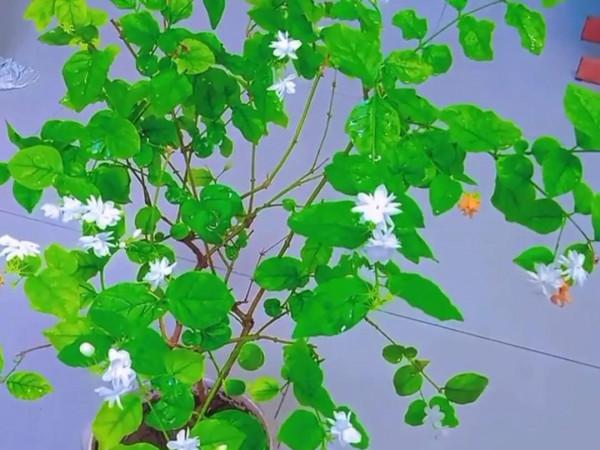 這一年 我的花花草草 驚豔了我的小院 驚豔了我的心