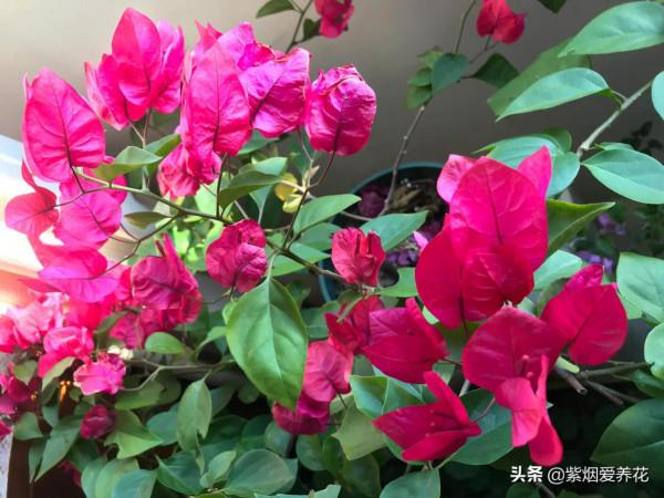 三角梅謝了，小木槿開了