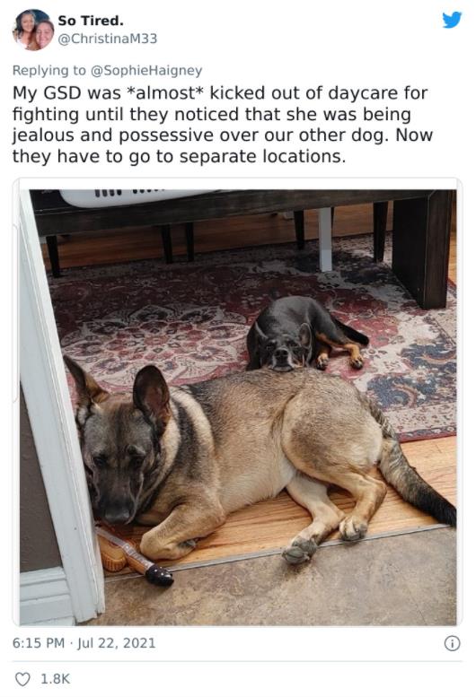 狗狗送去日託所還能被勸退？誰讓你把其他小狗當羊放了啊