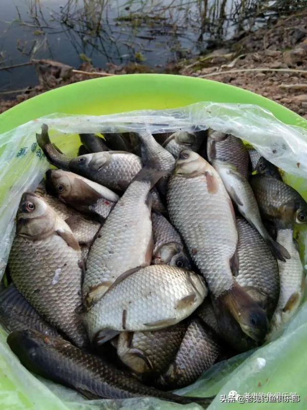 小水渠釣板鯽，瘋狂連竿