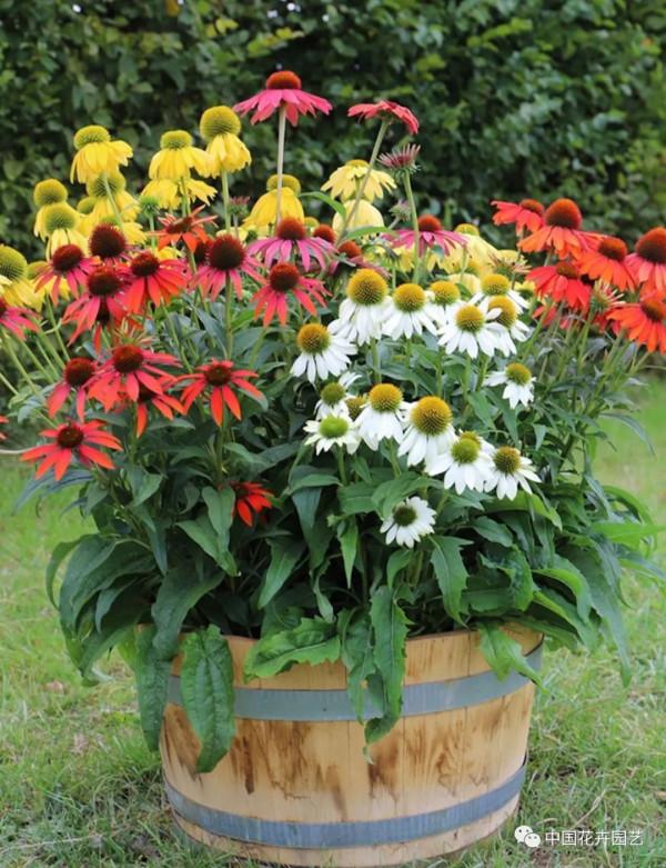 松果菊“波利綵球”極具市場潛力與競爭力 | 新品