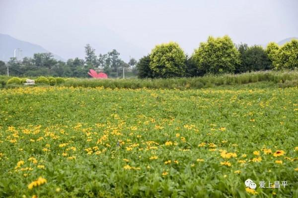 昌平夏末美景專屬地！藍天白雲，水鳥倒映，花田拍照......美不勝收！