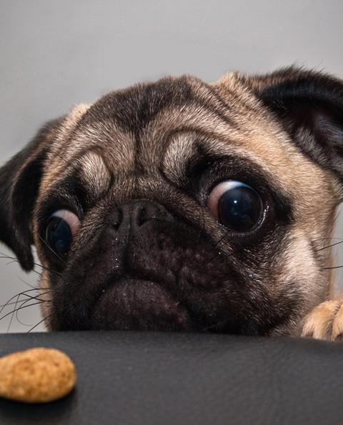 想要教巴哥玩滑板，有這些方法哦，一起來看看吧