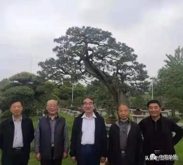 老樹閒看百鳥歸——訪著名盆景藝術家曹志振先生