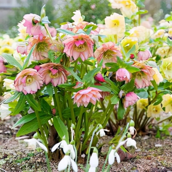 九種洋氣花，名字很“難聽”，建議別嫌棄，養好了也能美出天際