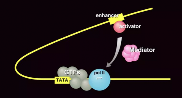 生命的轉錄：從DNA到RNA