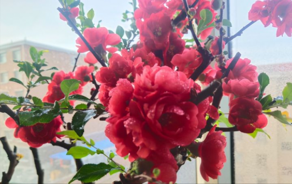 室內養木本海棠，對它要“狠心”，掌握技巧，才能年年開花