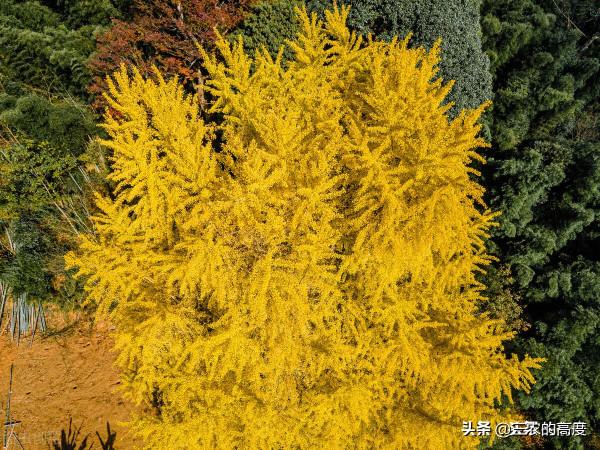 院子裡有空地種上這“三種樹”,不僅美化環境,寓意美好旺家 院子裡有空地種上這“三種樹”,不僅美化環境,寓意美好旺家