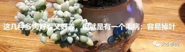 這幾種多肉非常容易爆盆,不知不覺一大盆,非常有成就感 這幾種多肉非常容易爆盆,不知不覺一大盆,非常有成就感