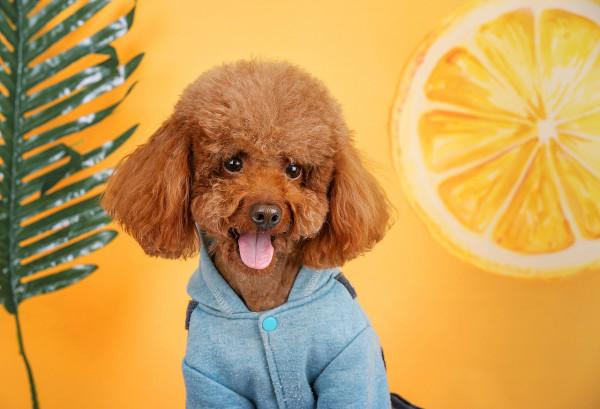 這幾種狗，“棄養率”最高，太讓人心疼了