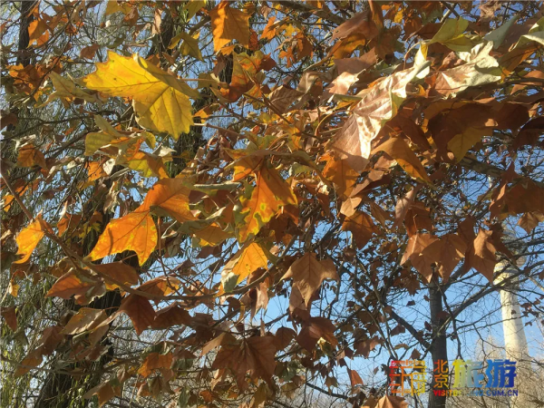 唯美浪漫！京城這個公園的水杉還紅著，錯過等明年~【送年票】