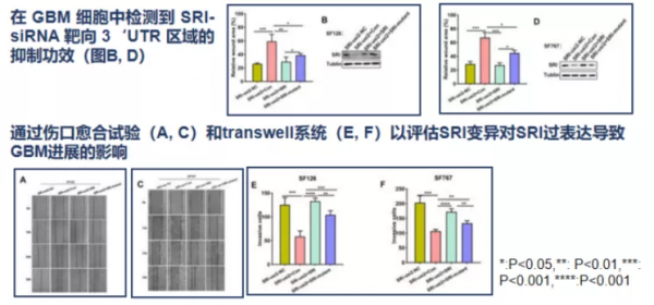 治療膠質瘤的最新藥物進展:免疫治療與精準靶向治療 治療膠質瘤的最新藥物進展:免疫治療與精準靶向治療