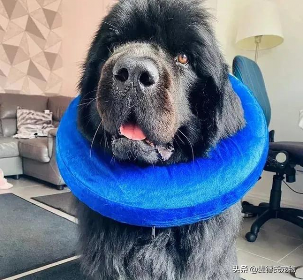 同時養8只一百多斤的狗子,是什麼體驗? 同時養8只一百多斤的狗子,是什麼體驗?