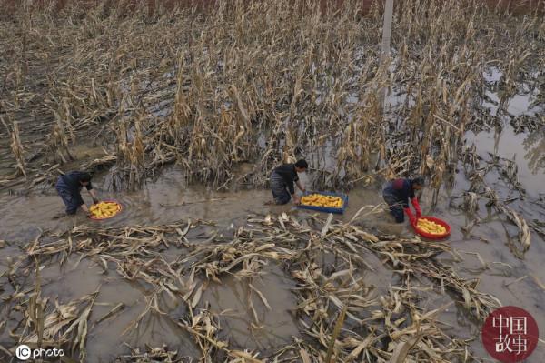山西稷山農民水中搶收玉米 確保顆粒歸倉