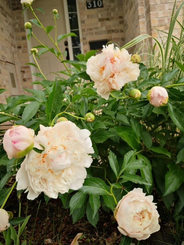 芍藥在渥太華的house前很普遍