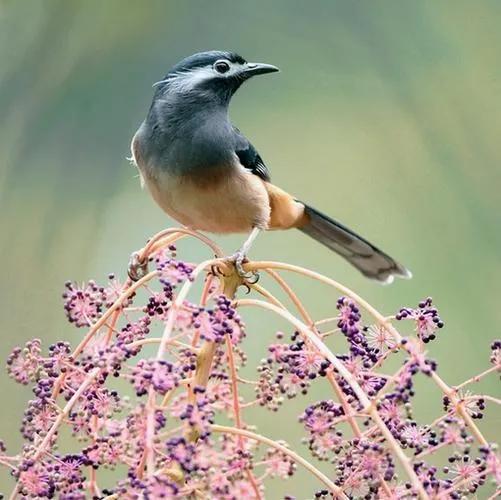 分享鳥類圖片-畫眉鳥