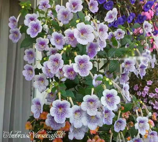 1種花特耐陰,開花像是小喇叭,花量巨大 1種花特耐陰,開花像是小喇叭,花量巨大