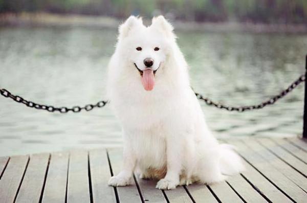 適合家養的幾種狗狗 適合家養的幾種狗狗