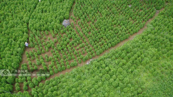 曝光一波，去年你沒吃過的&OpenCurlyDoubleQuote;大瓜&rdquo;